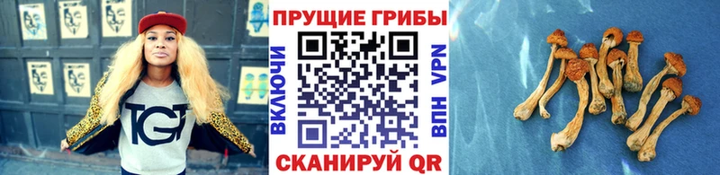 ссылка на мегу онион  Перевоз  Псилоцибиновые грибы GOLDEN TEACHER 